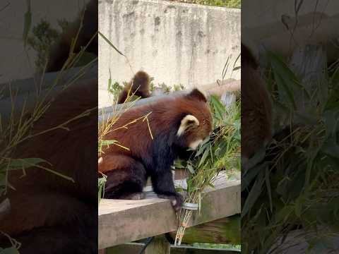 shorts おはよう ひなたくん　レッサーパンダ　大森山動物園にて　2026年4月29日
