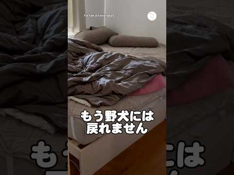 ベッドで爆睡してる元野犬　元野犬　犬　いぬ　面白い　かわいい犬 サムネイル