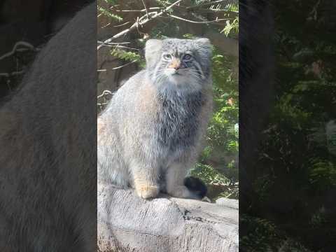 shorts 冬毛モコモコアブリコースちゃん　マヌルネコ　那須どうぶつ王国にて　2026年3月1日 サムネイル