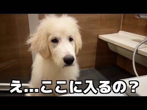 お風呂に入ってたら、子犬が心配そうに見に来ました サムネイル