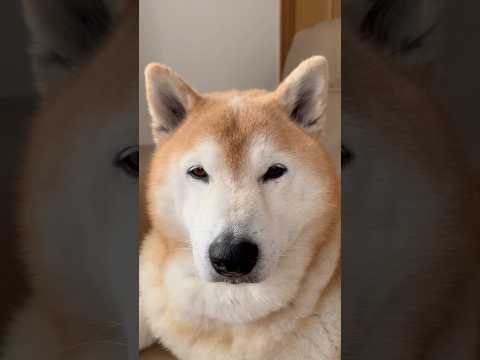 柴犬福 母に無茶な提案されちゃう柴犬🤣Mother's boy🤣shorts funny funnydog 柴犬 do… サムネイル