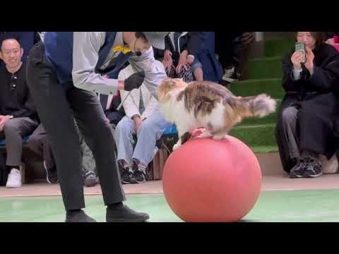 ナツメくん登場〜！なかなか見れない猫によるショー ザ・キャッツ(午前)    那須どうぶつ王国にて　2026年4月26日 サムネイル