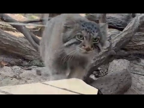 アミアミの向こう(バックヤード)にアブちゃんの影🤭　マヌルネコのナゴムくん　那須どうぶつ王国にて　2026年3月29日 サムネイル
