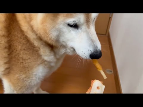 柴犬福 ガムの2択で欲張ろうとする柴犬🤣Shiba-choice🤣 サムネイル