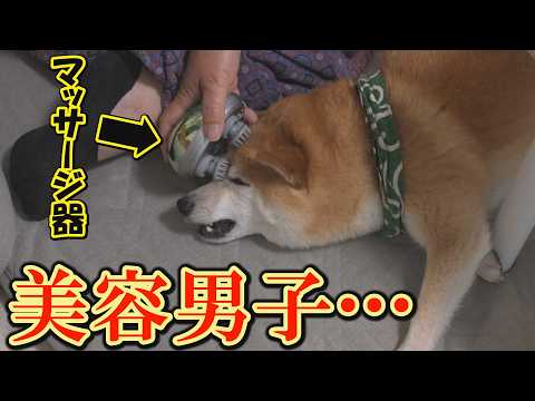 顔面をぐりぐりマッサージ器に押し付け、美顔器のように使う柴犬がおもしろ過ぎました。 サムネイル