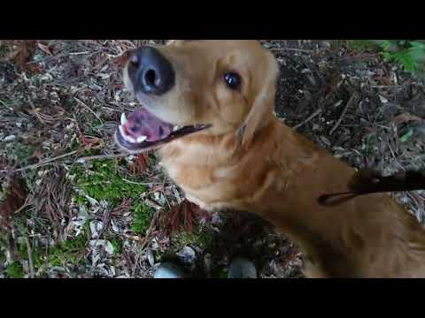 夕暮れの用水路からゴールデンレトリバーと散歩の始まり。 サムネイル