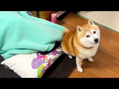 家族が体調を崩していると、近くでそっと警備する不思議な柴犬 サムネイル