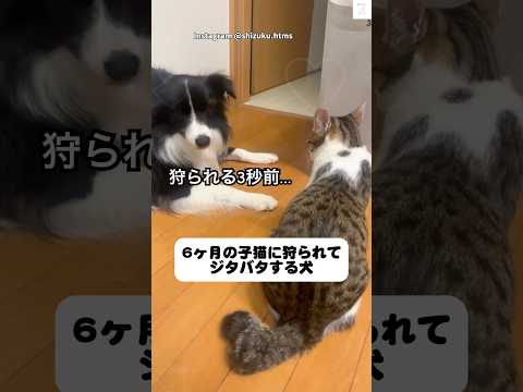 狩られる3秒前…6ヶ月の子猫に狩られる犬　ボーダーコリー 犬　保護猫　猫　いぬ サムネイル
