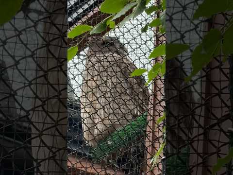 shorts シマフクロウのココラくん　大森山動物園にて　2026年5月21日 サムネイル