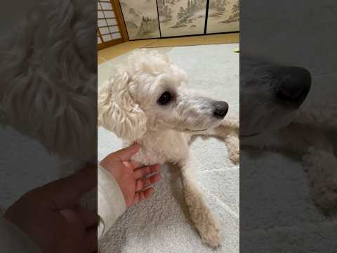 shorts 今晩のタローちゃん　トイプードル　2026年4月5日 サムネイル