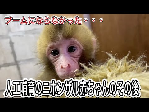 お猿さんブームの今・・・過去にも同じようにぬいぐるみにしがみついて人工哺育で育ったニホンザルの赤ちゃんが熱帯圏にもいた… サムネイル
