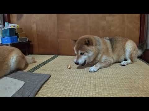 ココさんのチョイ焦げチーズスナックリベンジ。今日は食べてくれるかな？【咀嚼音ASMR】 サムネイル