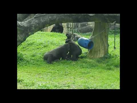 gorilla Tayari 15y2 old mom & son Jabali 5y5m old & nephew…