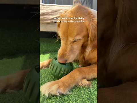 coming home to my golden retriever🥵goldenretreivers dog pup… サムネイル