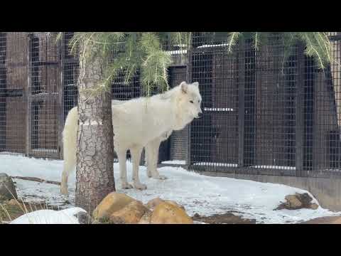 バックヤードがとっても気になる真白ちゃん🤭　  ホッキョクオオカミ　那須どうぶつ王国にて　2026年1月9日 サムネイル