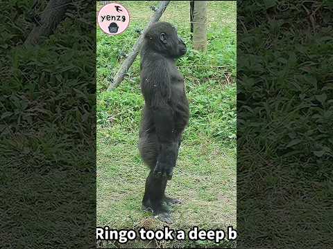 Ringo take a deep breath & stand still🤣 gorilla gorillatag… サムネイル