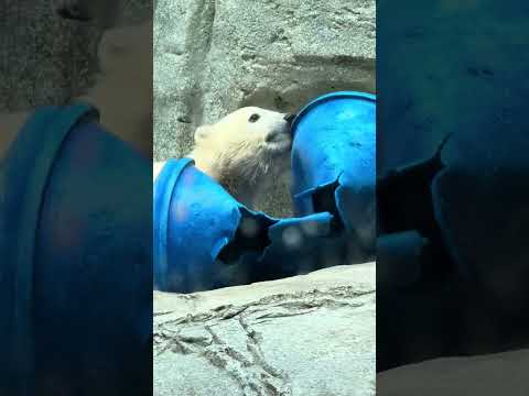 shorts おもちゃ遊びが楽しい❣️モモ太🍑くん　ホッキョクグマ　男鹿水族館GAO 2026年5月22日　IMG 4… サムネイル