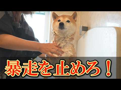 シャンプー後、狂ったように暴れだす柴犬を止めることが出来るのだろうか・・・ サムネイル