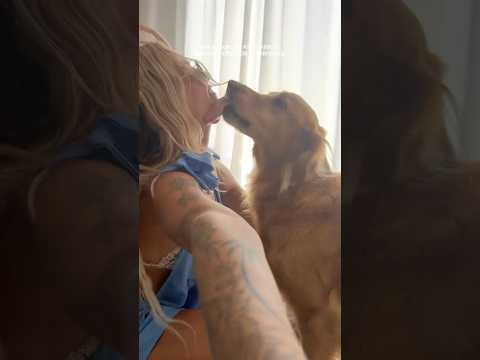 coming home to my golden retriever🥵goldenretreivers dog pup… サムネイル