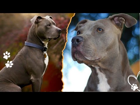 What People Always Misunderstand About Pit Bulls サムネイル