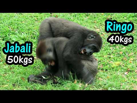Ringo likes to pounce on Jabali when they play-wrestle金剛猩猩R… サムネイル