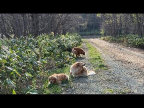 ミントの大冒険 がライブ配信中！ サムネイル