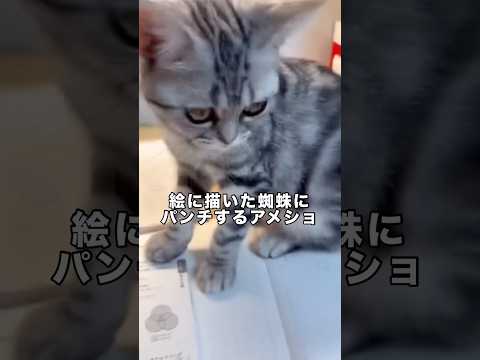 絵の蜘蛛をパンチする猫 アメショ アメリカンショートヘア 子猫 ミヌエット サムネイル