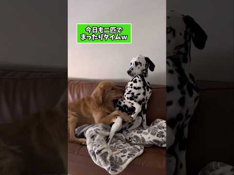 仕事で疲れた皆に贈る笑いと癒しのダルメシアン5選ww　ダルメシアン 笑える 癒し 大型犬のいる生活 大型犬のいる暮らし… サムネイル