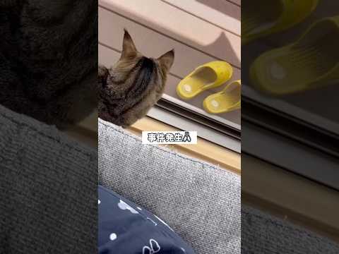 ベランダに現れた虫を咥えて部屋に戻ってこようとするキジトラがヤバいwww キジトラ 保護猫 虫 shorts サムネイル