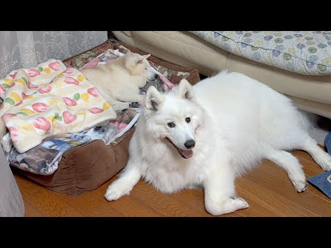 家族に爆笑の渦を巻き起こす柴犬＆親として、姉として成長を感じる日 サムネイル