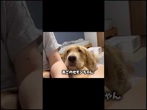 潔いモンちゃん goldenretriever ゴールデンレトリバー サムネイル