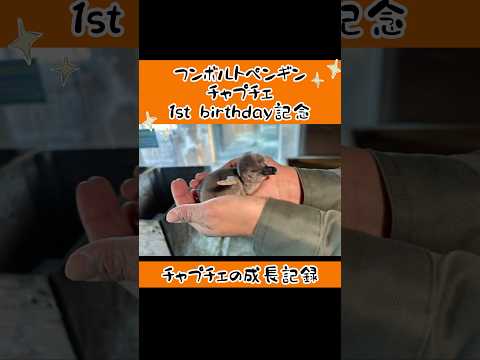 happy birthday🎂チャプチェ🎉 東武動物公園 東武動物公園 癒し 赤ちゃん かわいい フンボルトペンギン… サムネイル