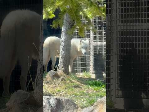 shorts 燦那(サンナ)ちゃんと春の青空　  ホッキョクオオカミ　那須どうぶつ王国にて　2026年4月11日 サムネイル