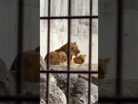 shorts シルクママを左右から息子ズ☺️ ライオン　のんほいパークにて　2026年1月23日 サムネイル