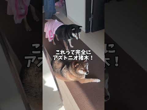 柴犬が繰り広げる世紀に一戦！ サムネイル