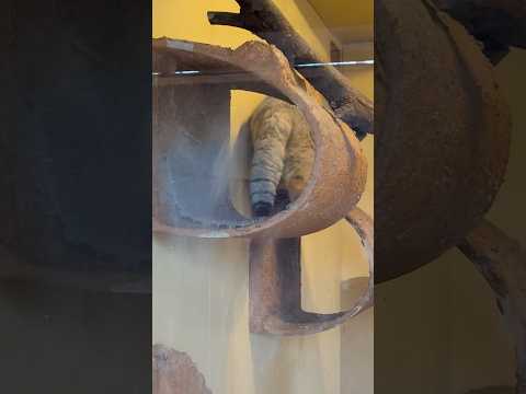 shorts ロータスくん ロックのお庭に向かう　マヌルネコ サムネイル