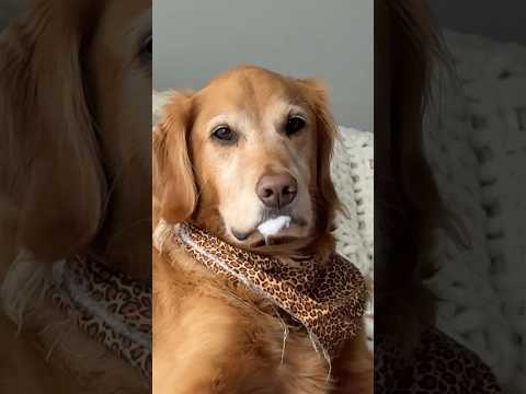 coming home to my golden retriever🥵goldenretreivers dog pup… サムネイル