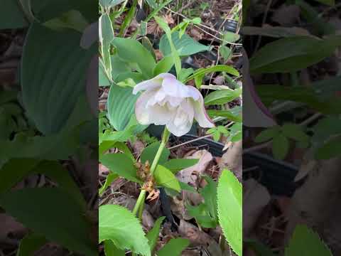 shorts クリスマスローズが咲きました〜　今年最後かな❓　那須 サムネイル