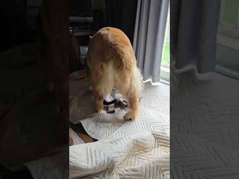 猫のキビとゴールデンレトリバーのビス goldenretriever cat 大型犬のいる生活 kitten 保護猫… サムネイル