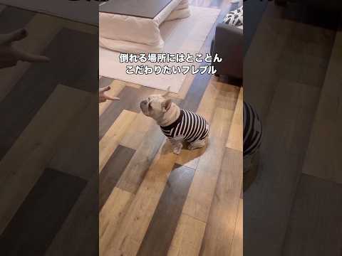 愛犬に｢バーン｣ってするとフローリングからラグまで歩いてから絶命します フレブル フレンチブルドッグ ブルドッグ sh… サムネイル