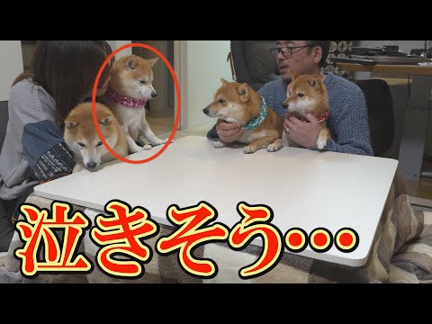 寂しそうに何かを訴える娘柴犬。その後にとった可愛すぎる行動にキュンとなりました サムネイル
