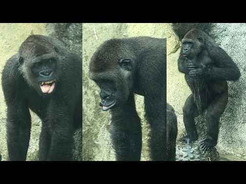 Gorilla Tayari & Jabali made playful faces while playing wi… サムネイル