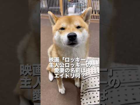エイドリアーーーーーーン‼️ 柴犬　　柴犬とん サムネイル