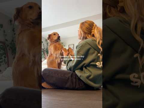 coming home to my golden retriever🥵 goldenretreiver dog ind…