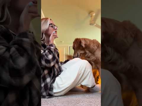 coming home to my golden retriever🥵 goldenretreiver dog ind… サムネイル