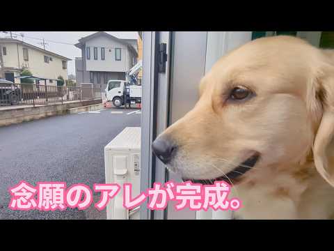 念願のアレが完成しました。ゴールデンレトリバーティト サムネイル