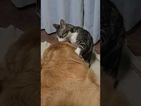 猫とも仲良く過ごせるゴールデンレトリバー サムネイル