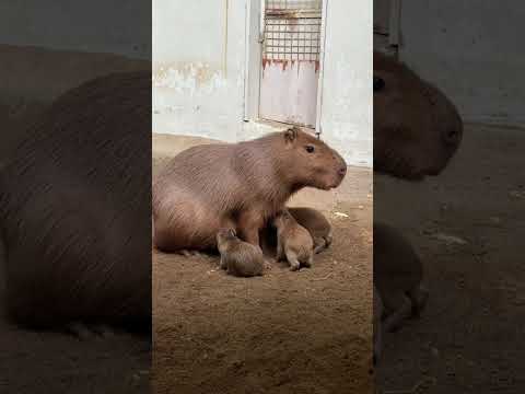 今朝！！カピバラの赤ちゃんが4頭誕生しました♫shorts カピバラ capybara サムネイル