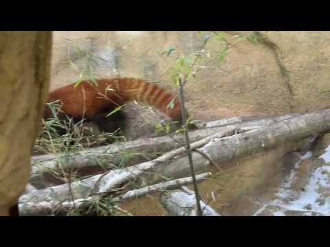 大福くん　レッサーパンダ　那須どうぶつ王国にて　2026年1月2日 サムネイル