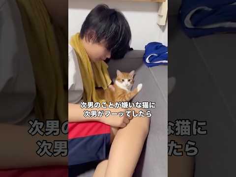 次男のことが嫌いな猫がもし次男からフーッて息を吹きかけられたらこうなる 茶トラ 愛猫 トラ猫 shorts サムネイル